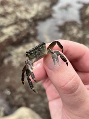 Pachygrapsus crassipes