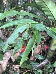 Ardisia crispa