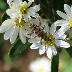 Pempsamacra dispersa