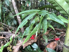 Ardisia crispa