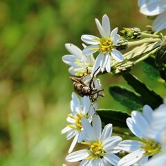 Pempsamacra dispersa