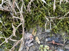 Brachythecium rivulare