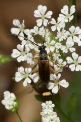 Alosterna tabacicolor