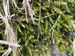 Brachythecium rivulare