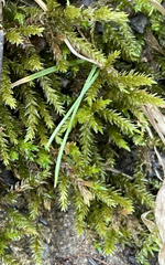 Brachythecium rivulare