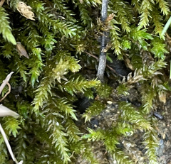 Brachythecium rivulare