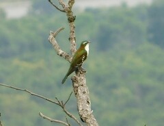 Chrysococcyx caprius