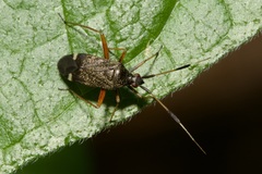 Closterotomus biclavatus