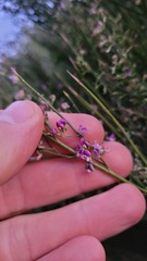 Carmichaelia compacta