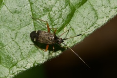 Closterotomus biclavatus