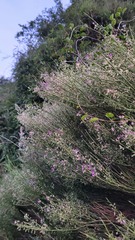 Carmichaelia compacta