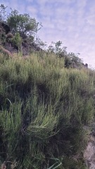 Carmichaelia compacta