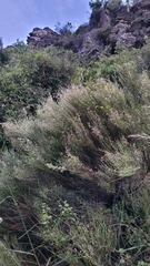 Carmichaelia compacta