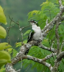 Chrysococcyx caprius
