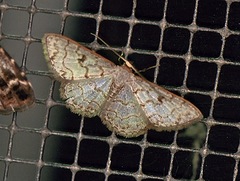 Geometridae