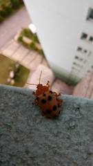 Podontia quatuordecimpunctata