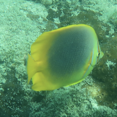 Chaetodon aureofasciatus