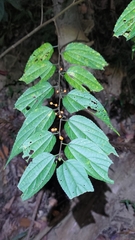 Trema cannabina