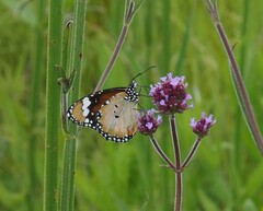 Danaus petilia