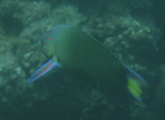 Thalassoma lunare