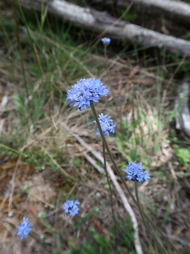 Brunonia australis (Brunonia australis)