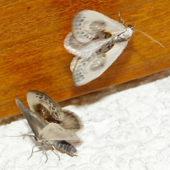 Cilix glaucata