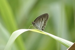 Ypthima pandocus