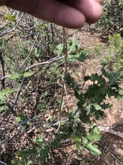 Mirabilis melanotricha