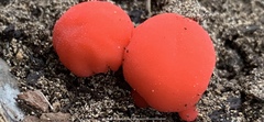 Secotium fragariosum