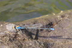 Pseudagrion aureofrons
