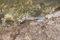 Pseudagrion aureofrons