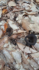 Craterellus
