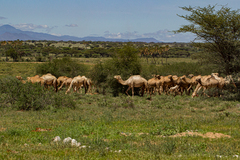 Camelus dromedarius