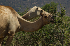 Camelus dromedarius