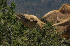 Camelus dromedarius
