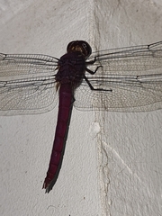 Libellulidae