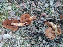 Cortinarius decipiens