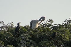Pelecanus philippensis