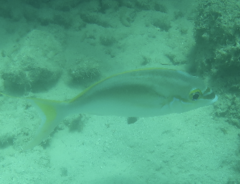 Scolopsis monogramma