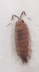 Porcellionides pruinosus