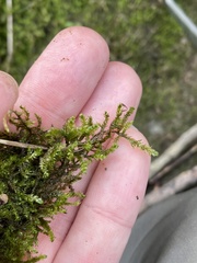 Rhynchostegium riparioides