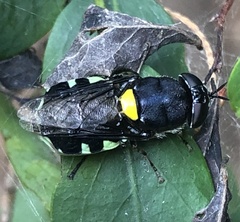 Odontomyia hunteri