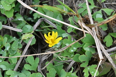 Ixeris repens