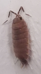 Porcellionides pruinosus