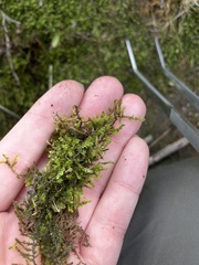 Rhynchostegium riparioides