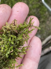 Rhynchostegium riparioides