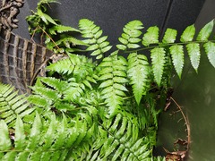 Diplazium taiwanense