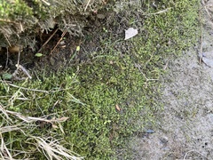 Rhynchostegium riparioides