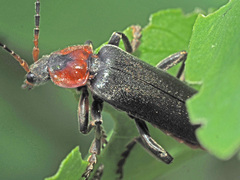 Cantharis fusca
