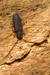 Uleiota planata